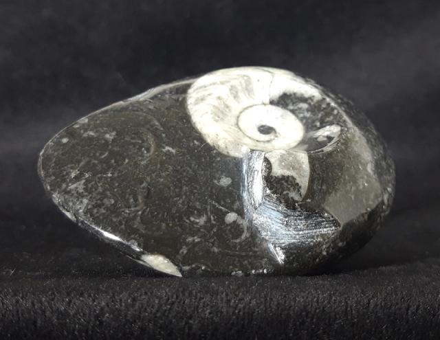 Manticoceras sp. HYATT 1884 - Bild &copy; FossNet FossilienStore